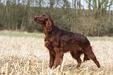 SETTER IRLANDAIS 414